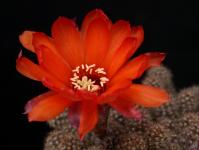 Thumbnail of 1935_Chamaecereus Hybride rot_20170617(1).JPG
